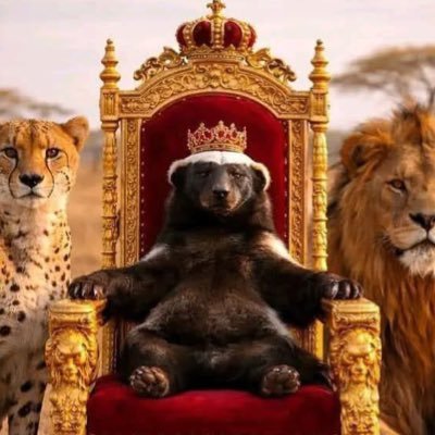 Mellivora 🌶️☕️🍫