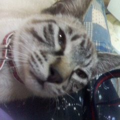 ちよとなお 東京の山の手言葉 も減ったなあ おむすび おみおつけ おこーこ おしたじ 髪の毛などが こごる など 判る人いるかしら 三島由紀夫とか森茉莉の作品読むと懐かしくなるのですw