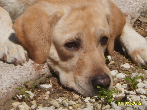 antorizza4's profile picture. 