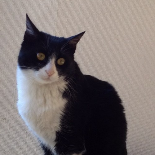 鈴木禮子 Reiami Twitter