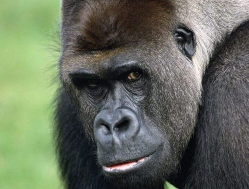 petcar66's profile picture. Uppsala