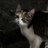 phr_som34506's profile image