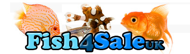 http://t.co/RWvUIf5N Fish4saleUK Is the largest online fish advertising website in the UK with over 3 Million visitors in its first year, Its also 100% FREE.