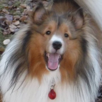 みやみや（Cerberus）