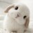 bunntism's profile image