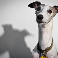 Mattie Do (@mangosodium) 's Twitter Profile