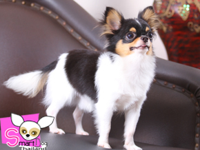 SmartDog_TH's profile picture. ยินดีต้อนรับ...สู่อาณาจักรน้องหมา สี่ขาหน้าทะเล้น กับวีรกรรมสุดแสบแสนซน ที่ใครต่อใครได้สัมผัสแล้ว จะปฏิเสธไม่ได้ว่าคุณหลงรักเจ้าตัวน้อยเข้าแล้วโดยคุณไม่รู้ตัว