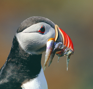 On 5 May 2012, we collectively recorded 140 species of bird along the Wales Coast Path http://t.co/w6wO1kn5ga Organised by @visitwales.