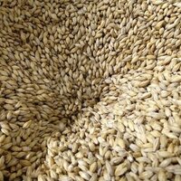 Chios Beer (@chiosbeer) 's Twitter Profile