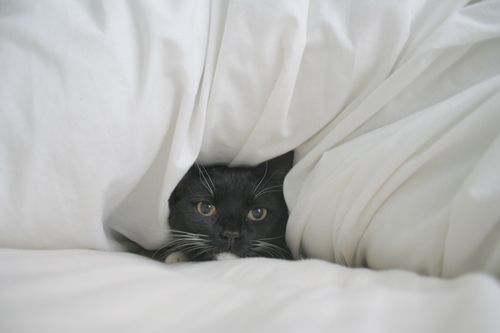 FelicityJayne's profile picture. 