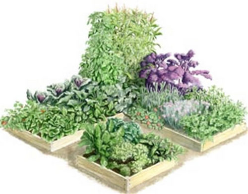 Originator of Gardening Renaissance; CaluSolv; Southeast USA Ambassador with Square Foot Gardening Foundation; Advocate growing healthy food