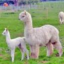 sandra bridge - @sandrabri2 - Twitter