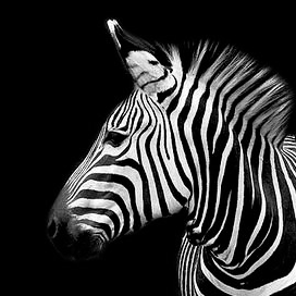 chernila_kz's profile picture. Охота за цветом началась...
Бояуға аңшылық басталды..