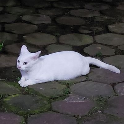 prei sambat