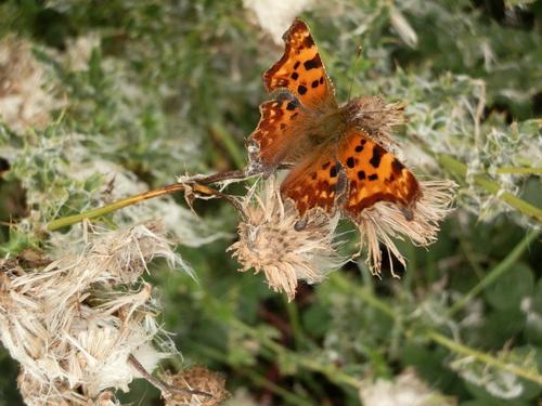 University of Leeds team for the former Urban Pollinators Project. Funded through the Insect Pollinators Initiative, led by University of Bristol.