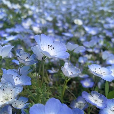 生物が好きです