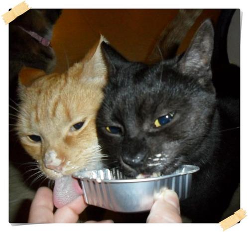 Vet_Nurse_Lou's profile picture. Qualified vet nurse, dog trainer, mum to 2 anxious/reactive dogs and 4 cats.