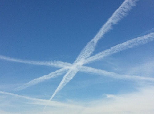 chamaelein's profile picture. geboren bei 320 ppm CO2