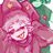 𓆩⊱Mikaelly⊰𓆪 〰︎|| Commis openᏪ||〰︎さんのプロフィール画像