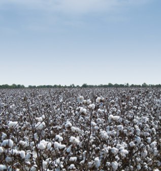 Agricultural Consultant