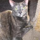 Michelle Matteson - @MMRollo - Twitter