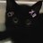 sarangheyolel's profile image
