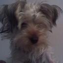 Bradley Gilbert - @bradleyNYork - Twitter