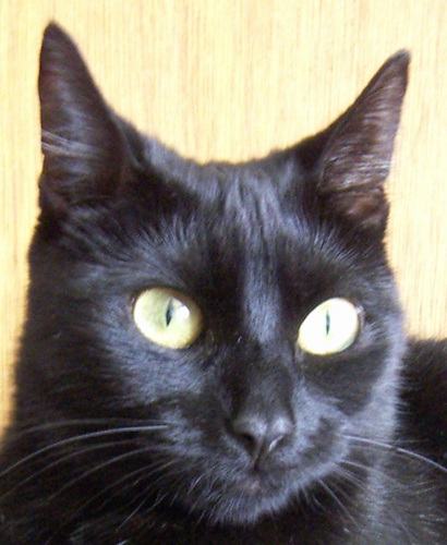 kestrelandcat's profile picture. Lucky enough to be doing what I love most of the time.