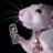 WirelessLabRat's profile image