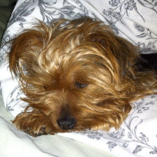 FennRachel's profile picture. 