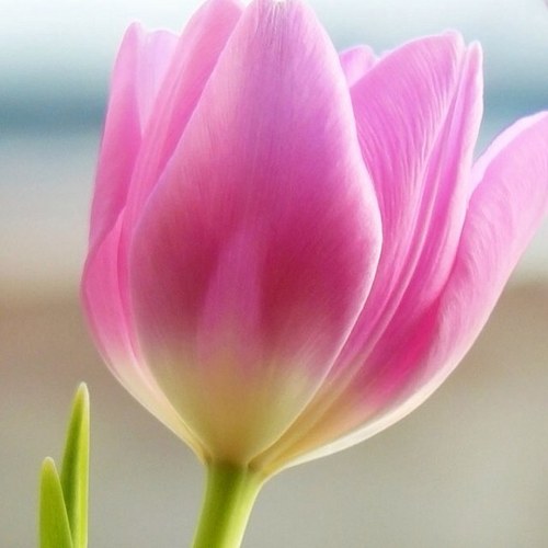 AdourianSevan's profile picture. 