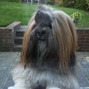 Bailey button - @OurBaileyButton - Twitter