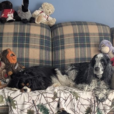 ms_spaniel's profile picture. Love puppies, especially my Gordie & Murphy over the 🌈.
Home currently run by Thomas and Millie. ♥️
