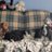 ms_spaniel's profile image