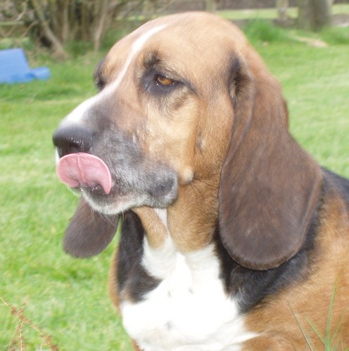 Cidersal - Raglan Cider Mill's main woman - loves cider-making, basset hounds and having fun!  Too many children & animals to mention!