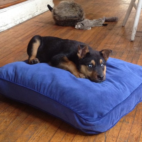 DatDogBearBear's profile picture. 