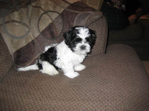 love @sjo2009 and @rockyshihtzu