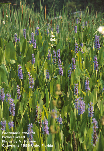 ExaltMerry's profile picture. First come, first served