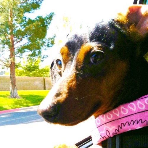 Hi! My name is Pickles. |#DoxieMafia Pickles Tail Breaker DeStuffaroonie| A three year old short haired mini dachshund.