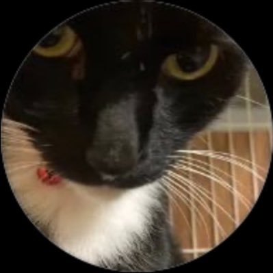 元沖縄県在住の猫ちゃん