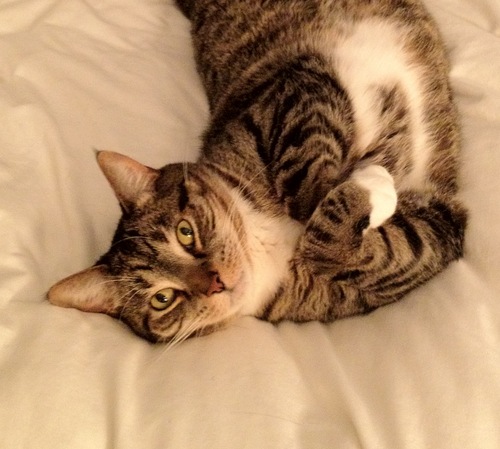 MeowBusterBrown's profile picture. I drink water from a mug. I like to nap. I am a big boy.