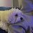 gouacheaia_'s profile image