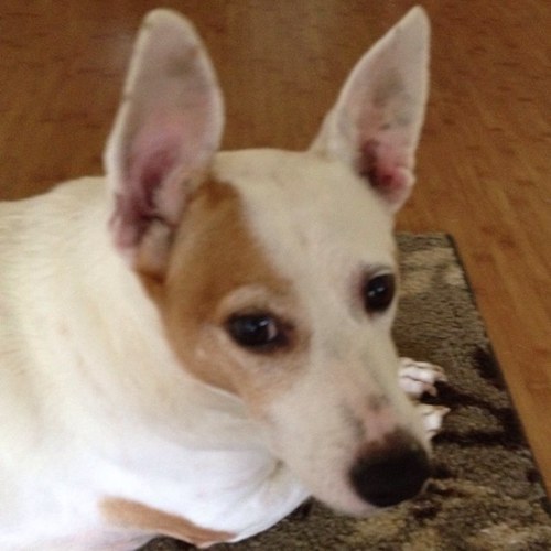 fatgirl808's profile picture. 