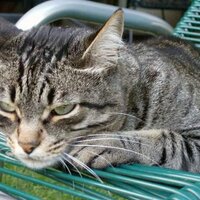 Sonntagsblick (@sonntagsblick) 's Twitter Profile