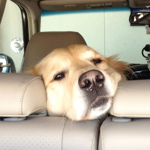 Megaline1's profile picture. 