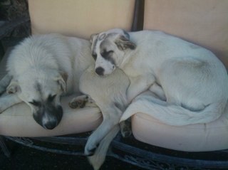 RoniMarie6's profile picture. Married mom of 3 amazing young men. Love football, the Packers, Cabo San Lucas and Theater.