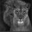enlatie's profile image