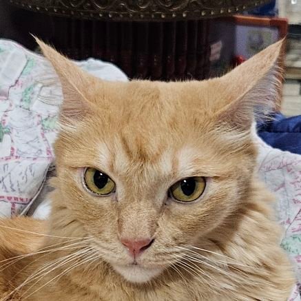 Xyra