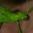 Insect_City's profile image
