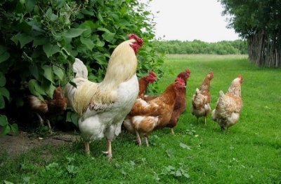 chickens_life's profile picture. 